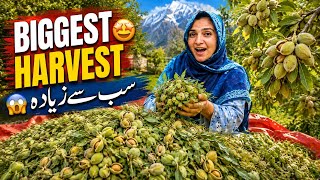 Our BIGGEST Organic Almond Harvest Yet! 😱 | Soft-Shell Almond Harvest in Village Gilgit-Baltistan🤩 screenshot 3