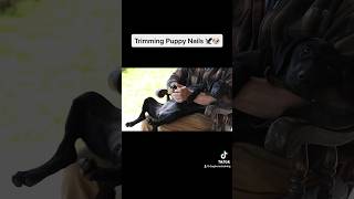 Trim your dogs nails! #puppyshorts #dogcare #puppycare #dogowner #puppyvideos #puppy #dogs #shorts