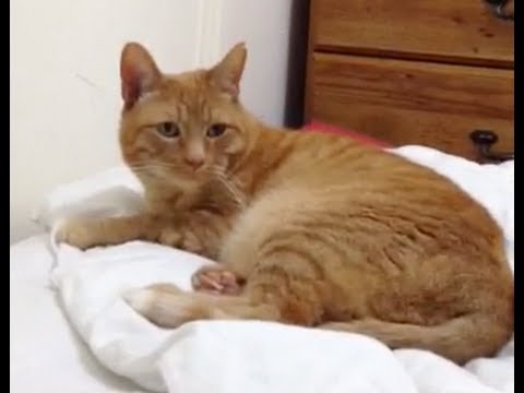 funny-cat:-orange-tabby-gets-suspicious-of-fart-noises