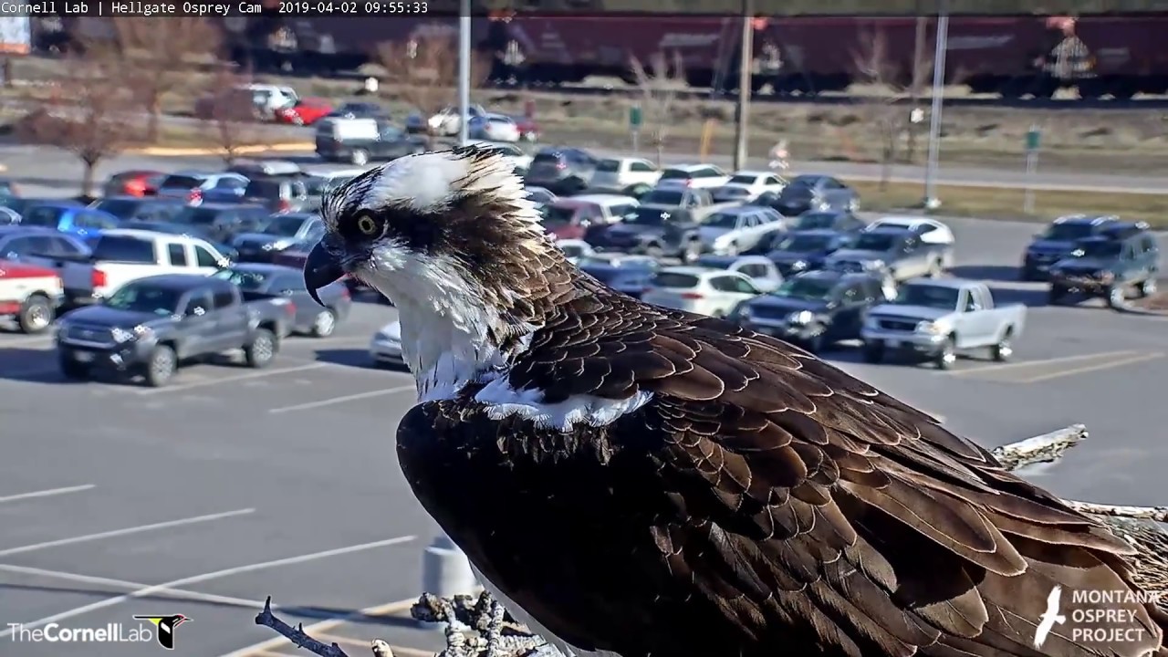Iris Returns To Hellgate Osprey Nest! – April 2, 2019