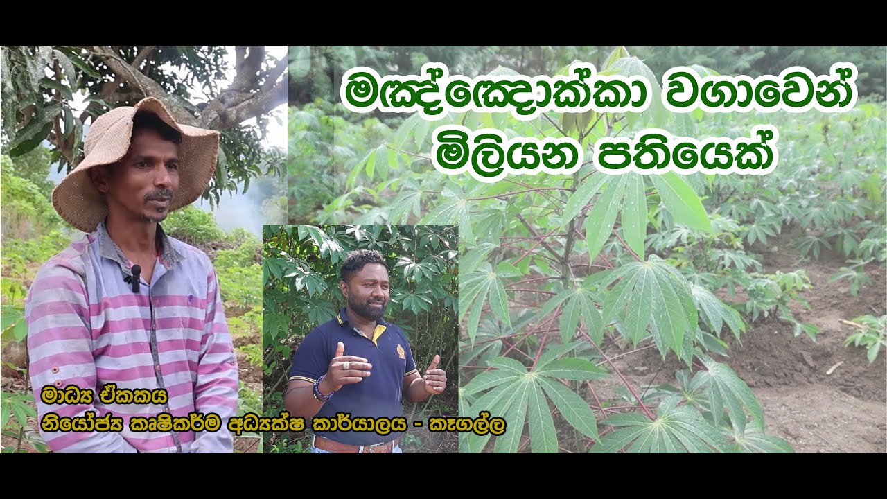 මඤ්ඤොක්කා වගාවෙන් මිලියන පතියෙක්