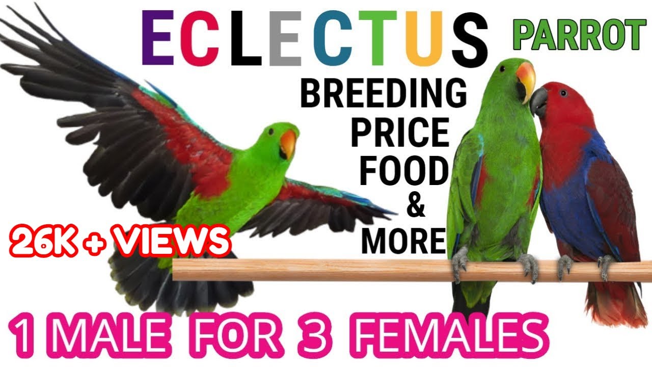 Breeding Eclectus Parrots