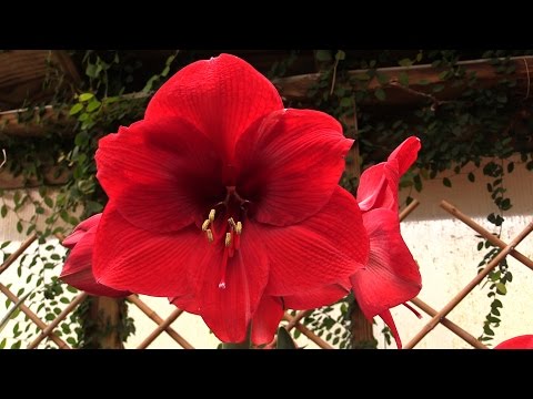 וִידֵאוֹ: איך לעשות פריחת פרח אמריליס מחדש