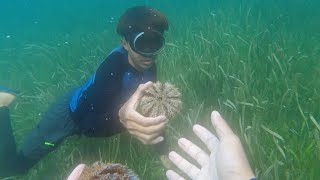 SE03EP031  PANGUNGUHA ng TUYOM OR SEA URCHIN sa ISLA ng CAGBALETE | Mauban Quezon