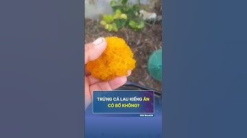 Trứng cá lau kiếng ăn có bổ không #shorts #short #trending #youtubeshorts