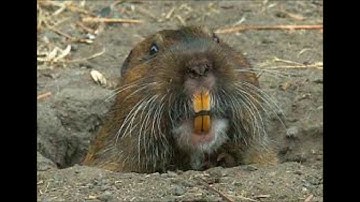 Dealing with the menacing Mazama Pocket Gopher RAT!