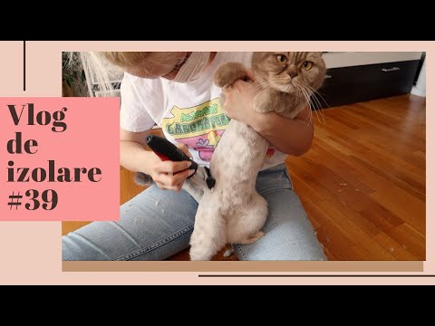 Video: Cum Să Tundeți O Pisică Pufoasă?