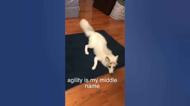 The ADHD Fox - DayDayNews