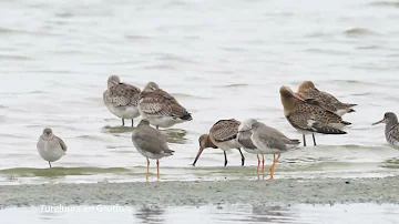 Birding in de Kop van Noord-Holland