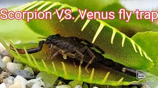 Venus fly trap eats a scorpion