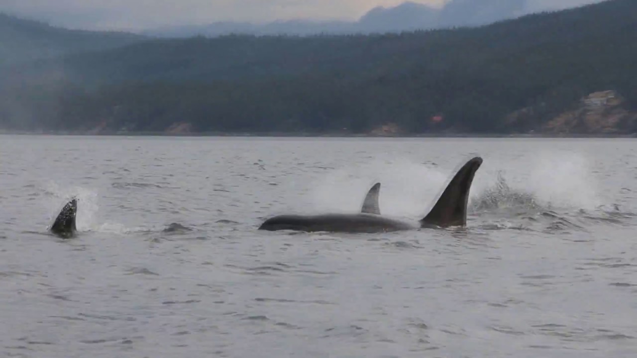 Orca pod near Thormanby Island