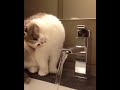 cat fails to drink from faucet - 999549