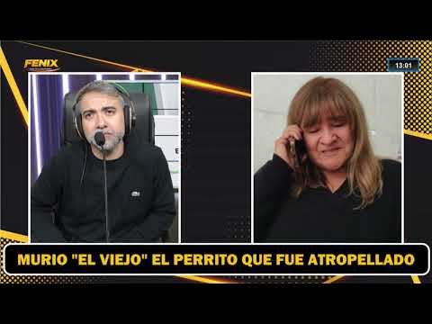 Murió "el viejo" el perrito que fue atropellado