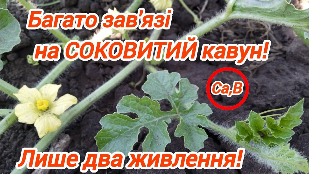 Живлення кавуна. Цвітіння та бутонізація.