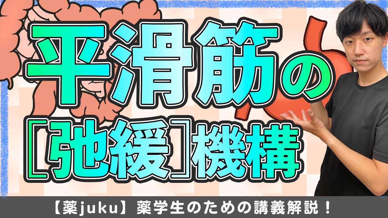 【平滑筋の弛緩機構】硝酸薬などの機序に直接繋がる！薬学部生物