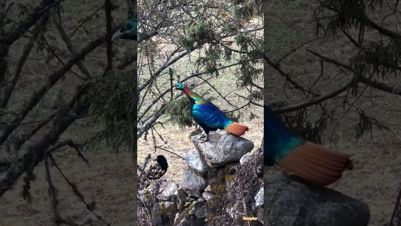 Himalayan monal 🐦|| The Danphe ||  National bird of Nepal 🇳🇵