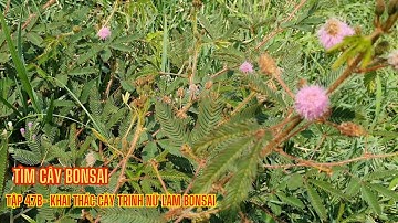 tìm cây bonsai tập  47b | khai thác cây trinh nữ làm bonsai