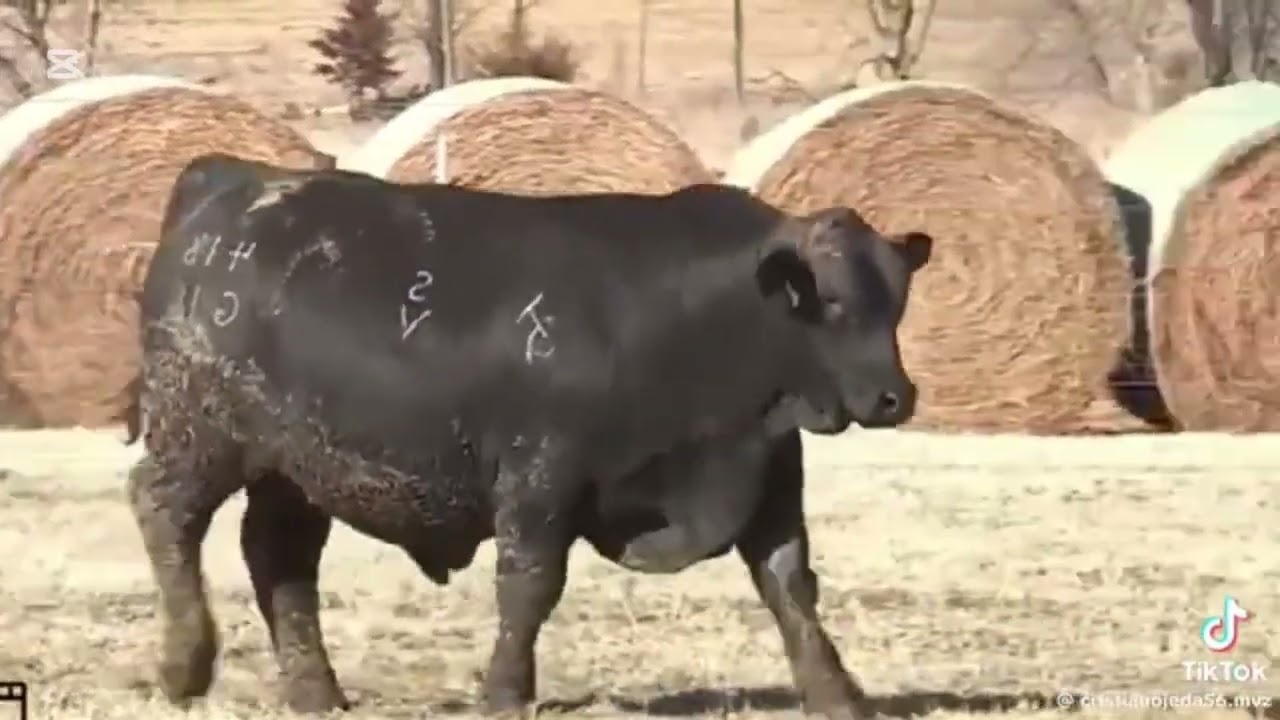 BRANGUS: La Raza que Está Revolucionando la Ganadería en Colombia  #ganado  #brasil #agro 