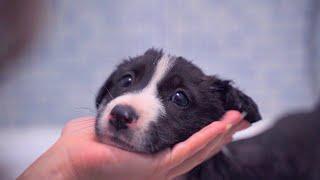 Little Stray Puppy First Bath Ever