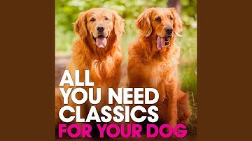 Concerto for Strings and Continuo in F Major, RV 137: II. Andante