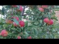 Overview Of The Gala Apple Variety
