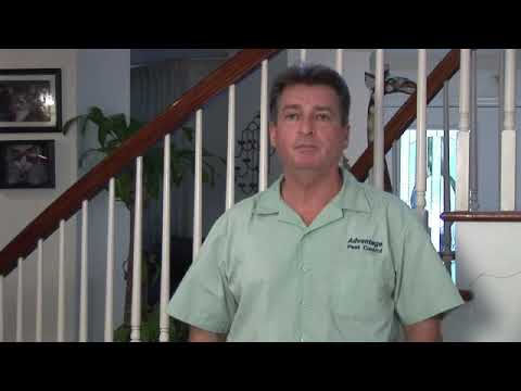 How to Kill Fleas in Your House Without Using Flea Bombs