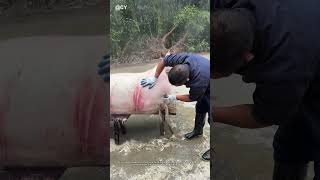 Rural Life DIY: Traditional Pig Hair Scraping Skills 🌾🦀↓