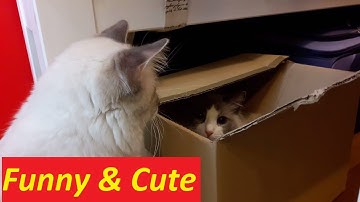 Cats fighting over a box :)