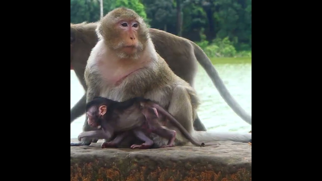 Sad! Nasty Queen Tara Warning baby monkey Tia many time but not most aggressive bad mood