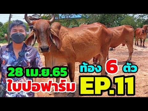 ด่วน!!! วัวท้อง 6 ตัว จากใบปอฟาร์ม EP.11 (28 เม.ย.65) ราคาชาวบ้านจับต้องได้ คนงบน้อยถูกใจคลิปนี้