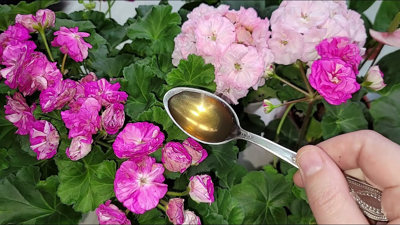 Срочно НАЛЕЙТЕ в ГЕРАНЬ перед зимой, чтобы листики не желтели, зеленели ...