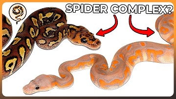 The 12 Genes of the CONTROVERSIAL Spider Complex in Balls Pythons!