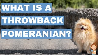 What Is A Throwback Pomeranian?