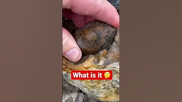 Sea Urchin Surprise! Wiggle That Fossil Out ! #shorts