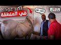 جولة مع بادريس في اكبر إسطبل في منطقة مديونة وشفنا خيول ملكية عند الحاج خاليد اليزيدي وعجول مستورده