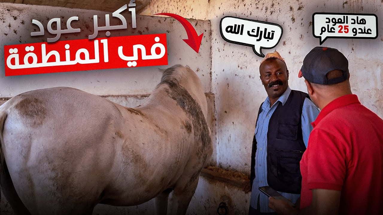 جولة مع بادريس في اكبر إسطبل في منطقة مديونة وشفنا خيول ملكية عند الحاج خاليد اليزيدي وعجول مستورده😊