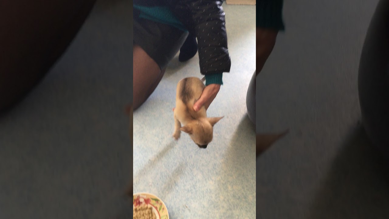 tiny dog , minuscule chien OSCAR Chihuahua 2,5 MOIS month 250g gram