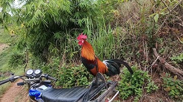 qaib f3 los tseem qua zoo heev nawb cov phooj yws ngiam no noos tàu nawb