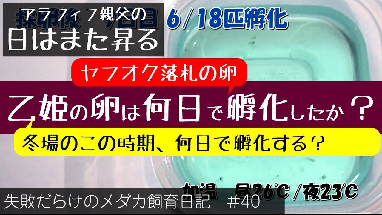 メダカ 飼育 日記 40 ヤフオクの卵第2弾 冬場のこの時期 メダカの卵は何日で孵化する Youtube