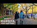 Tokyo in Autumn: Ginkgo Trees in Meiji Jingu Gaien (Meiji Shrine Outer Garden) - 2024/11