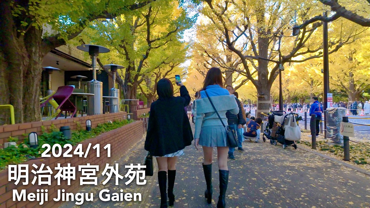 Tokyo in Autumn: Ginkgo Trees in Meiji Jingu Gaien (Meiji Shrine Outer Garden) - 2024/11