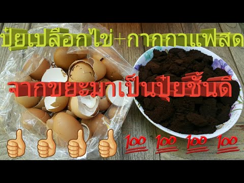 ปุ๋ยเปลือกไข่+กากกาแฟสด|จากขยะมาเป็นปุ๋ยชั้นดี|เมียฝรั่งพาปลูกต้นไม้|ep.44