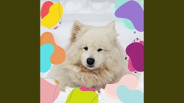 Remarkable Just Relaxing Pups