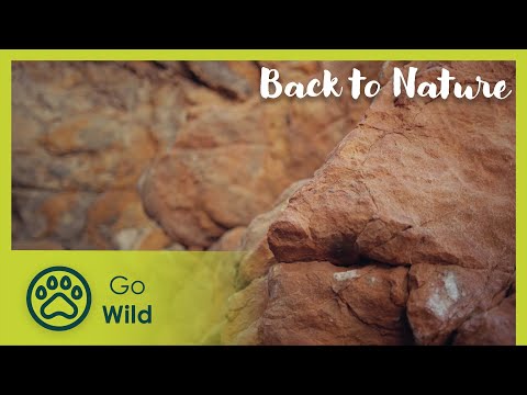 Giant's Country | Back to Nature 103 | Go Wild
