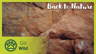 Giant's Country | Back to Nature 103 | Go Wild
