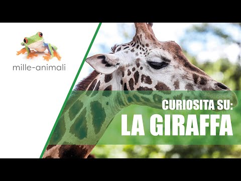Giraffamille Animali Mille Animali