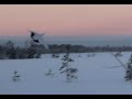 Среднерусская белая куропатка