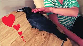 For the love of Crows