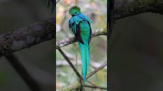 Resplendent Quetzal Bird Sounds