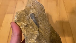 Download Lagu Proving you can find fossils almost anywhere | Belemnite \u0026 Echinoid in woods MP3 Download Lagu Proving you can find fossils almost anywhere | Belemnite \u0026 Echinoid in woods MP3